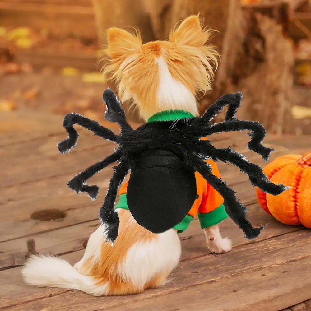 Halloween Spider Costume For Dogs