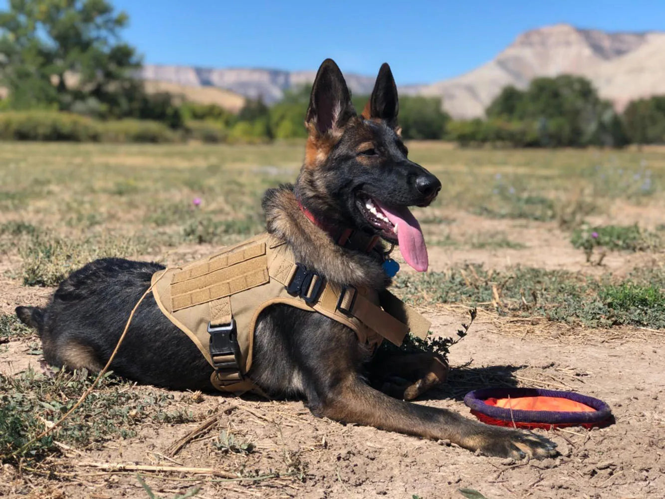 Military Style Large Dog Harness Collar & Accessories