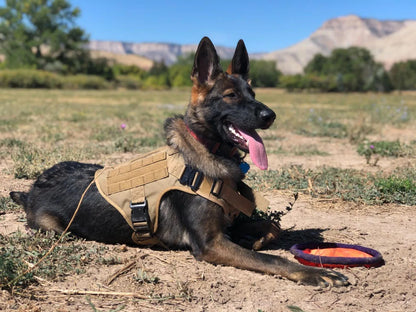 Military Style Large Dog Harness Collar & Accessories
