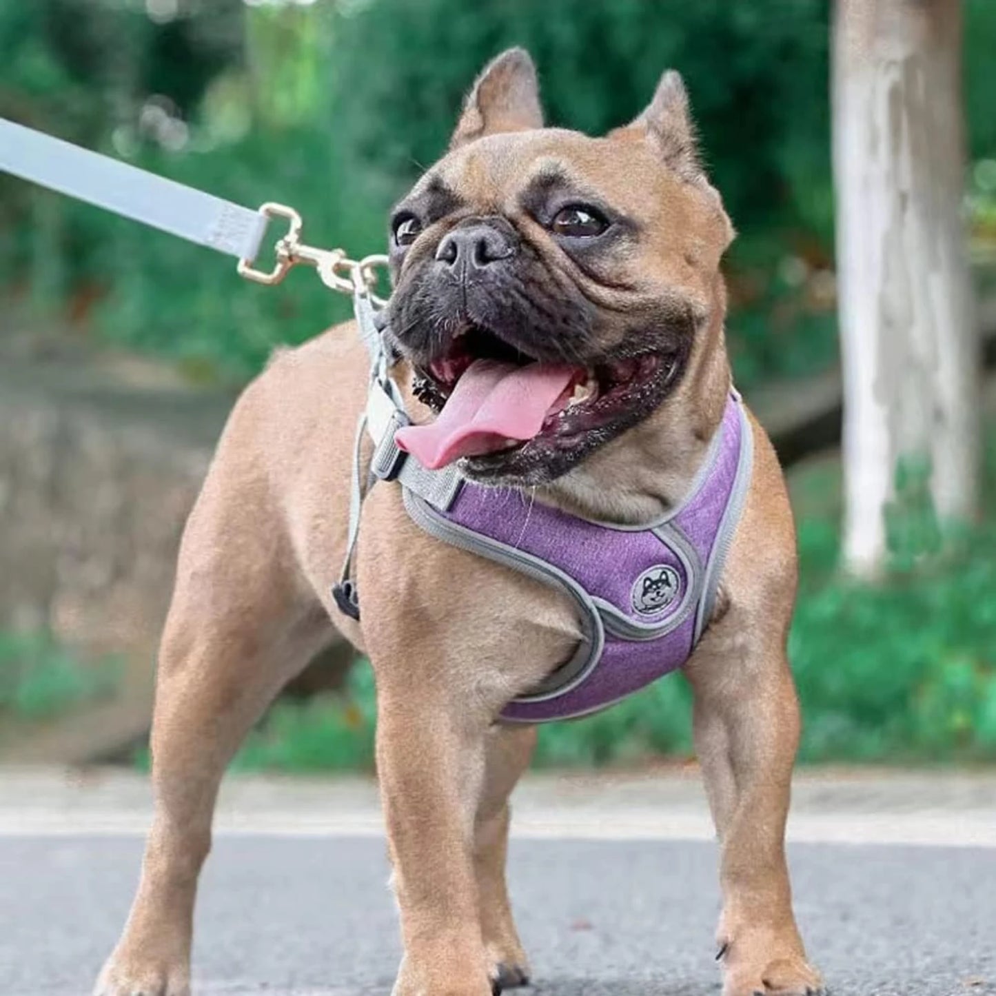 High Quality Adjustable Dog Harness