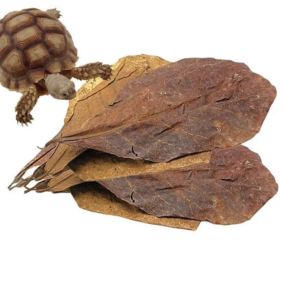 Aquarium Tank Accessories