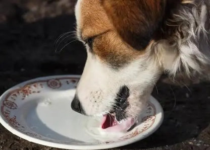 Pet health products and Vitamins