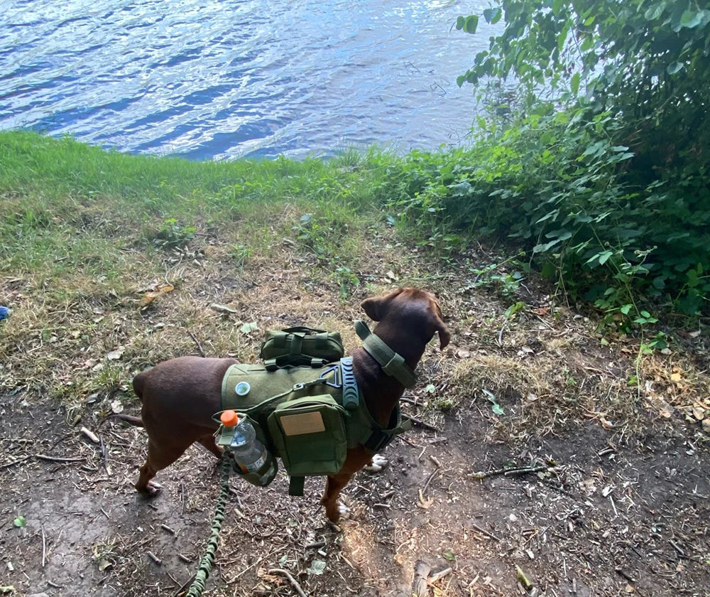 Military Style Large Dog Harness Collar & Accessories