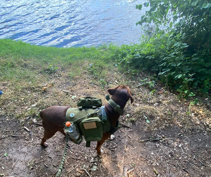 Military Style Large Dog Harness Collar & Accessories