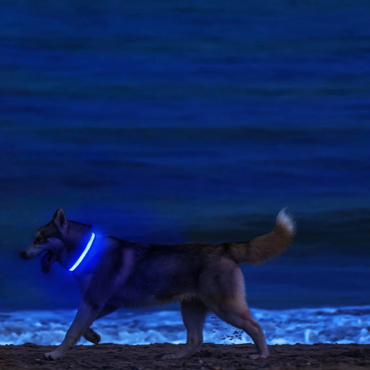 USB Rechargeable LED Dog Collar