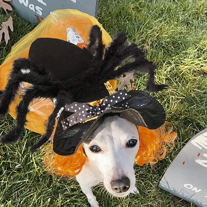 Halloween Spider Costume For Dogs