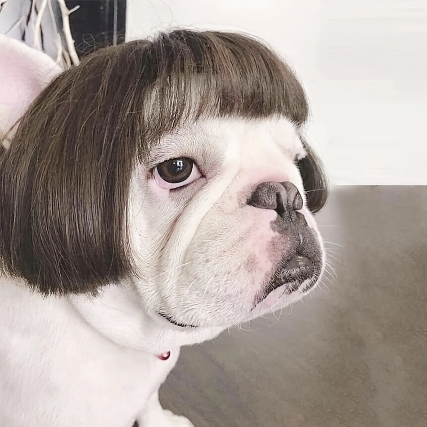 Funny Pet Wig For Dogs & Cats